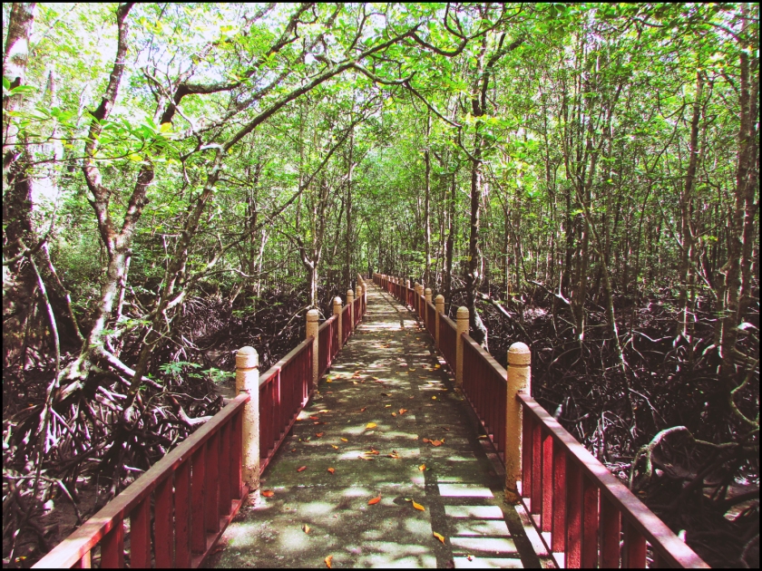 mangrove09